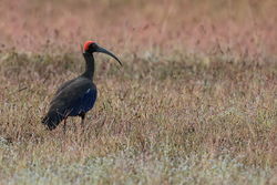 Red-naped Ibis standing still, Bandhavgarh, India