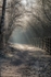The Old Railway Line