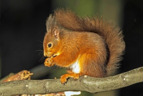 Red Squirrel in Keilder