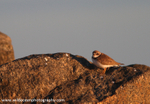 FLB031: Common Ringed Plover