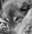 Wolf Curled