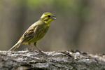 Yellowhammer  (m)