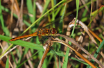Ruddy Darter