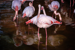 KM-368M Flamingoes in Kowloon Park