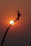 Bird at Sunset