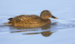 Female Mallard