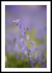 Dropping Bluebells