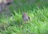 Tree Pipit