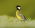Great Tit (adult) standing upright, Worcestershire