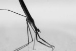 Freshwater Stick Insect