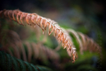Dead Fern Frond
