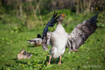 Conducting Brent Goose!