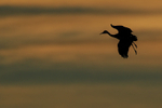 Silhouette of Sandhill Crane gliding, Bosque del Apache, New Mexico