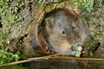 British Wildlife portfolio