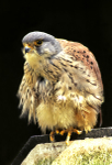 Kestrel