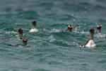 Gentoo Penguins checking before landing, Leopard Beach, Carcass Island