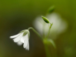 Stitchwort, Pentir