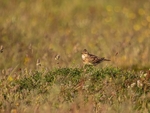 Skylark