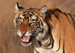 Royal bengal tiger - snarling