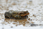 Common Toad, Otmoor