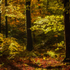 Autumn Glory