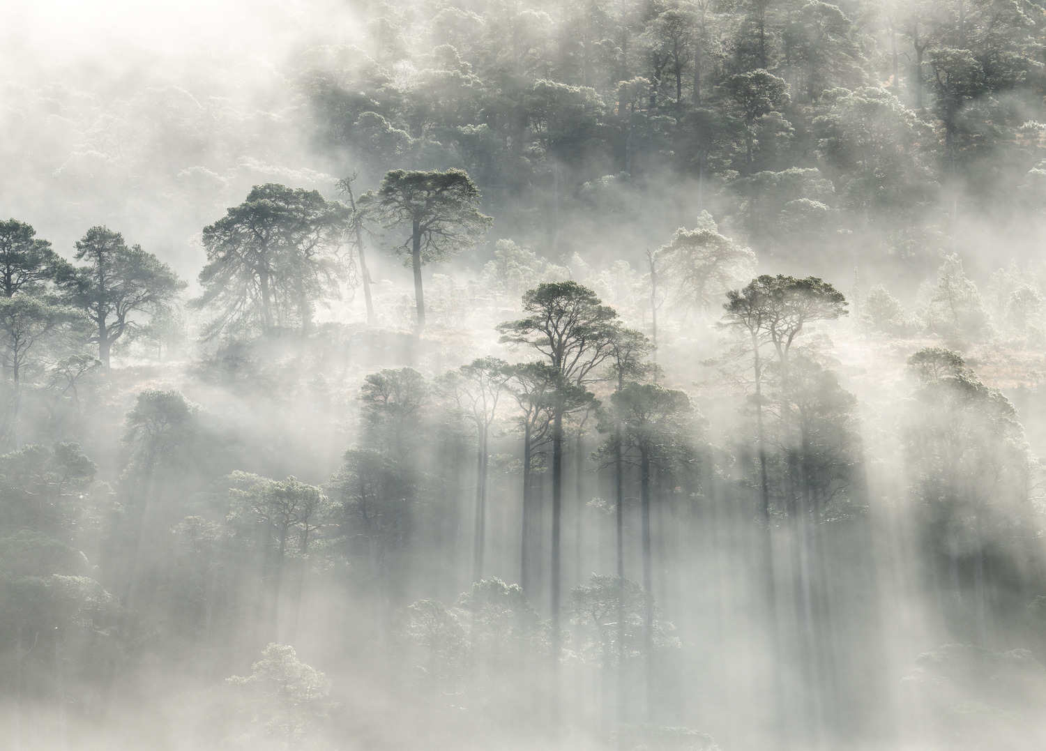 Crepuscular rays from the rising sun created a dreamy atmosphere as the fog dispersed.