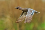 Garganey (male) flying, Stratfield Brake, Oxfordshire