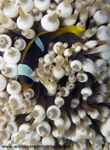 RS019: Anemonefish in anemone