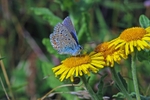 Common Blue