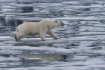 Polarbear 8652