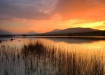 Donegal Gold
