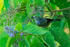 Palm Tanager feeding, Costa Rica