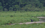 Gorilla and sitatunga