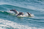 Dolphins jumping out of a wave