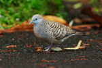Zebra Dove on ground, Hawaii