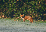 Red Fox