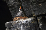Red-legged Cormorant portfolio