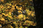 Autumn Leaves 2