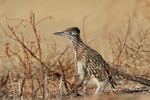 Greater Roadrunner, side view, Bosque del Apache, New Mexico