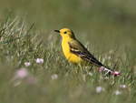 Yellow Wagtail (male) on the ground in grass at Farmoor