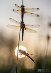 Four-spotted Chasers at sunrise