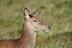 Red Deer