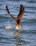 Brown Pelican (juvenile) starts takeoff, Sanibel Island, Florida