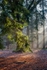 Autumn Sunbeams