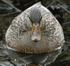 Mallard female