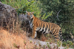 Tiger pauses on rocky slope, Bandhavgarh Reserve, India