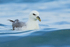 Fulmar - low angle view, Grundarfjörður, Iceland