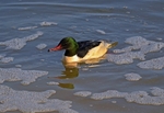 Goosander