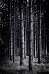 Pine Trees