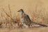 Greater Roadrunner with cocked head, Bosque del Apache, New Mexico